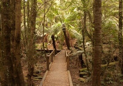 FedWalk-2007-Wirrawilla-rainforest-walk-SML